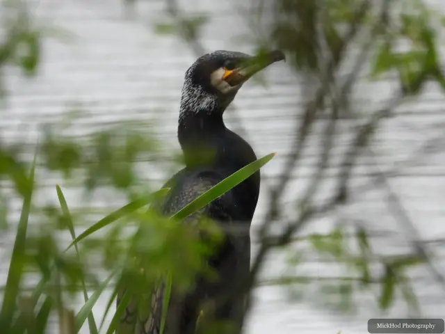 A Great Cormorant photographed at Fairburn Ings, seen in its habitat during the visit.