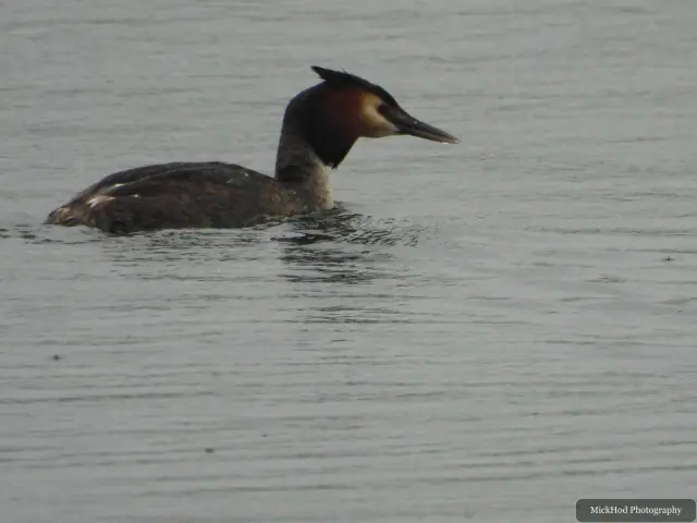 A Great Crested Grebe photographed at Fairburn Ings, seen in its habitat during the visit.