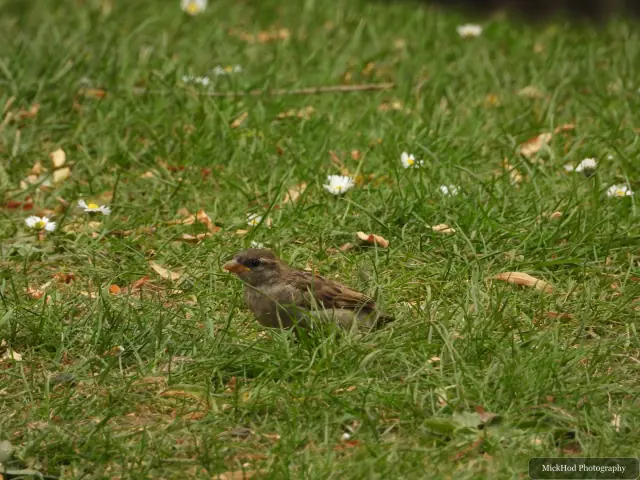 At Finningley: House Sparrow.