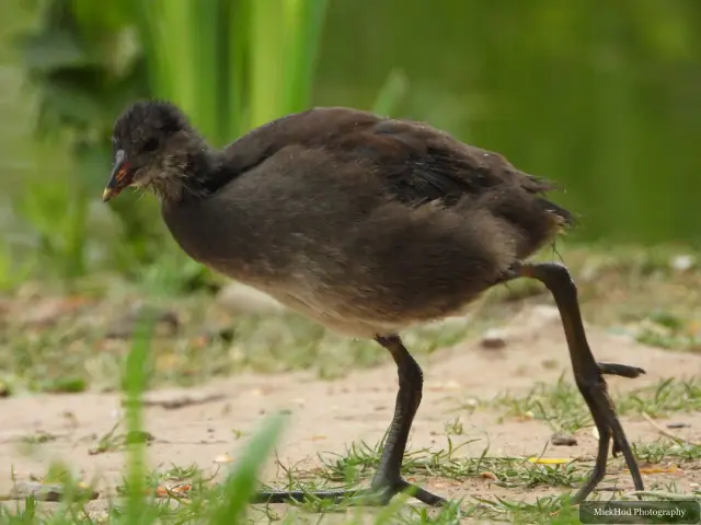 A young Eurasian Moorhen walks across the grass, its orange bill base still visible.