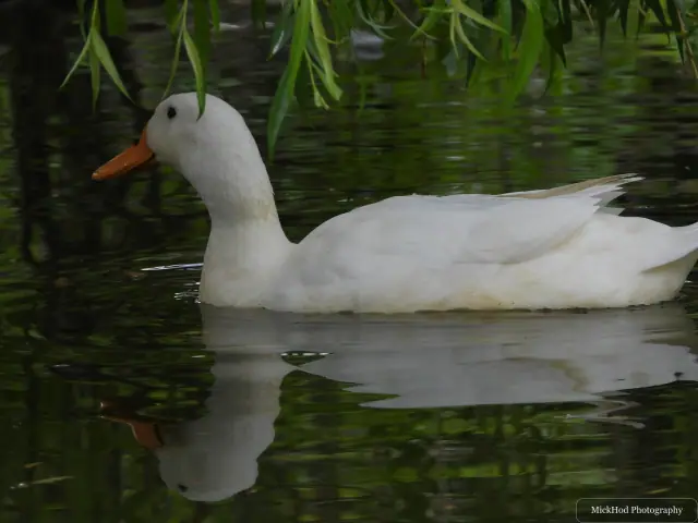 Domestic duck, seen at Finningley.