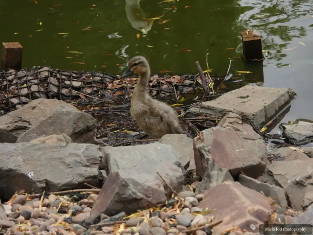A Canada Goose gosling beside the water at Finningley.
