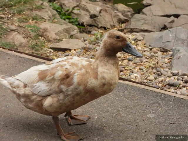 Domestic duck, seen at Finningley.