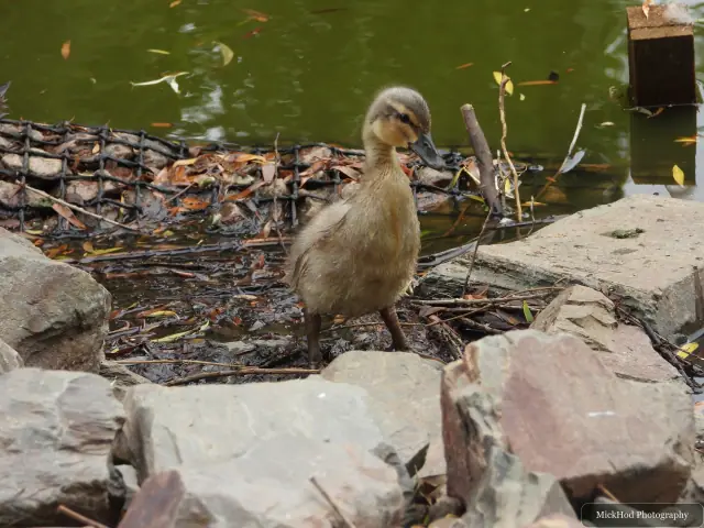 A Canada Goose gosling beside the water at Finningley.