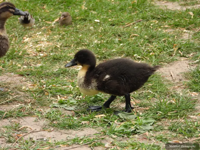 A dark duckling forages near an adult duck and other young birds at Finningley.