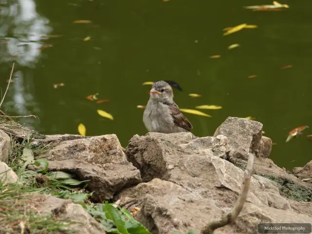 Dunnock photographed at Finningley.