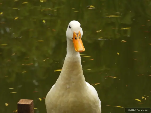 Photographed at Finningley: Domestic duck.