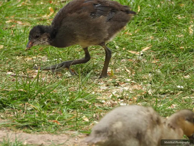 A young Eurasian Moorhen steps through the grass.