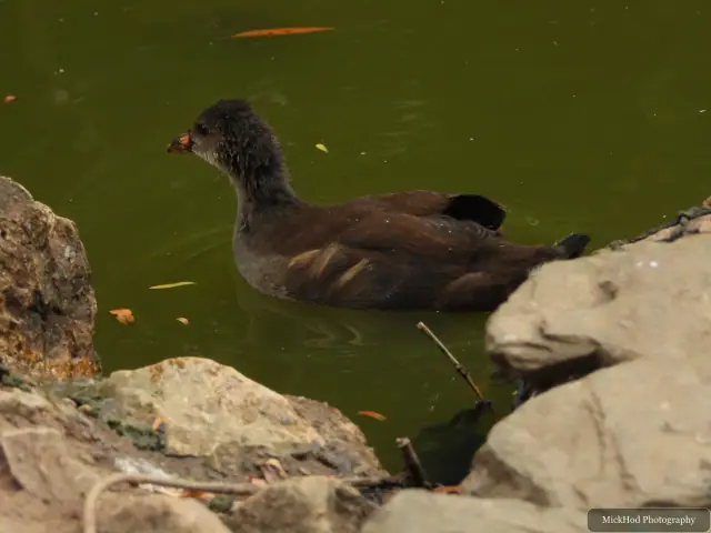 A Eurasian Moorhen swims between the rocks, showing its red and yellow bill.