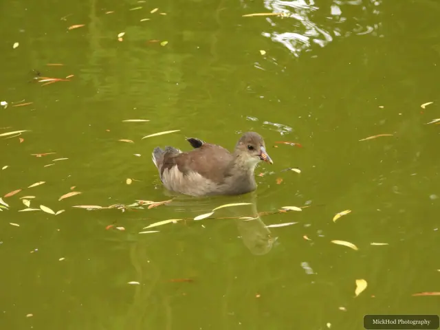 A young Eurasian Moorhen swims among fallen leaves at Finningley.