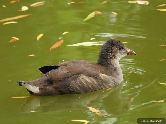 A young Eurasian Moorhen swims among fallen leaves at Finningley.