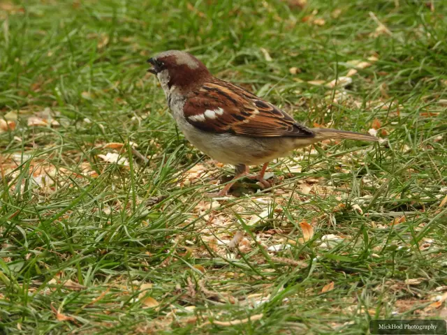 House Sparrow at Finningley.