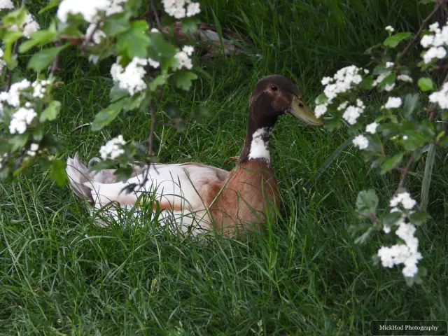 Domestic duck, seen at Finningley.