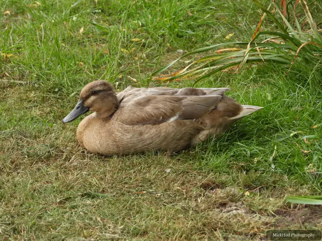Photographed at Finningley: Domestic duck.