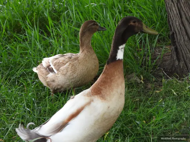 Domestic duck and Mallard, seen at Finningley.