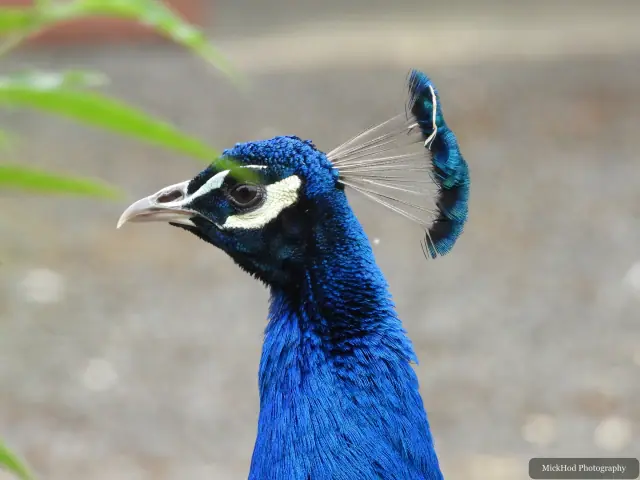 Photographed at Finningley: Indian Peafowl.