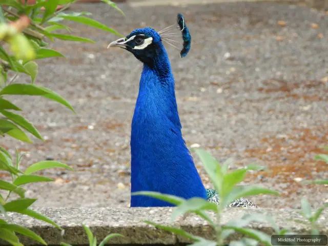 At Finningley: Indian Peafowl.