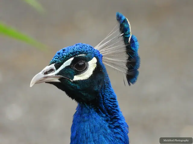 Indian Peafowl, seen at Finningley.