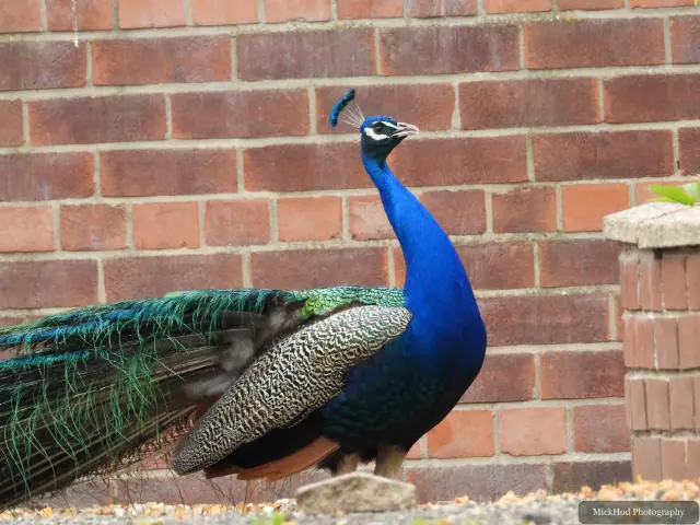 Photographed at Finningley: Indian Peafowl.