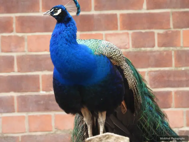 Indian Peafowl at Finningley.