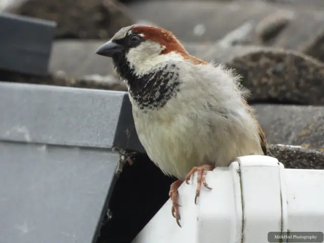 House Sparrow at Finningley.