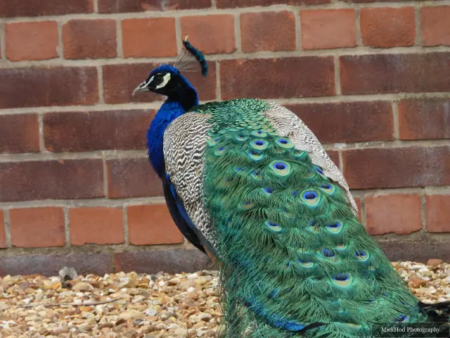 At Finningley: Indian Peafowl.