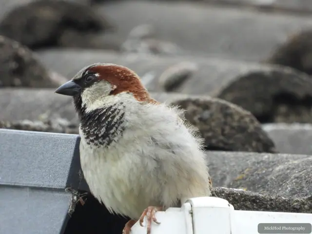 House Sparrow, seen at Finningley.