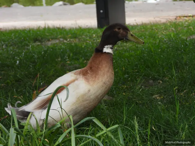 Domestic duck at Finningley.