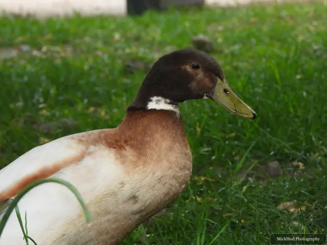 Photographed at Finningley: Domestic duck.