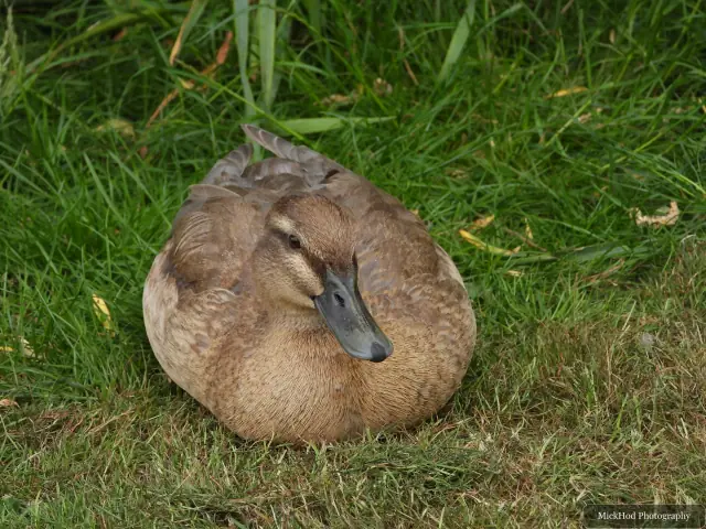 Domestic duck, seen at Finningley.