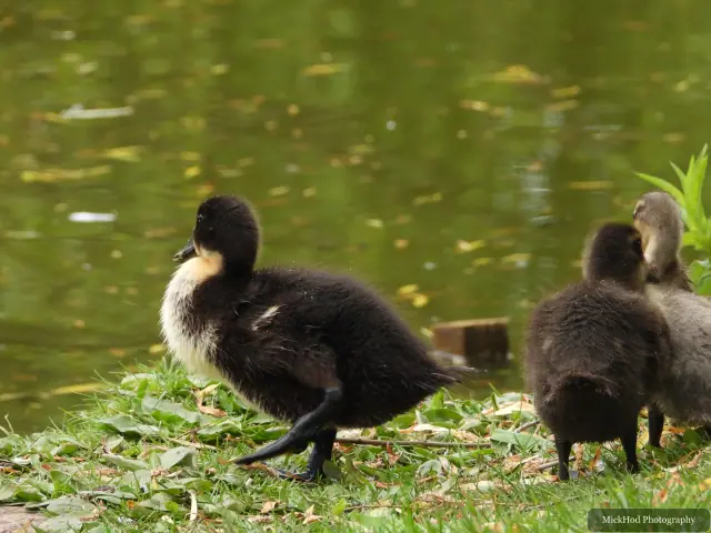 Photographed at Finningley: Mallard ducklings.