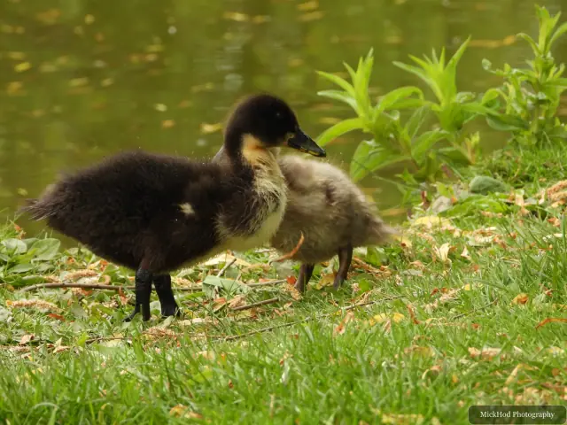 At Finningley: Mallard ducklings.