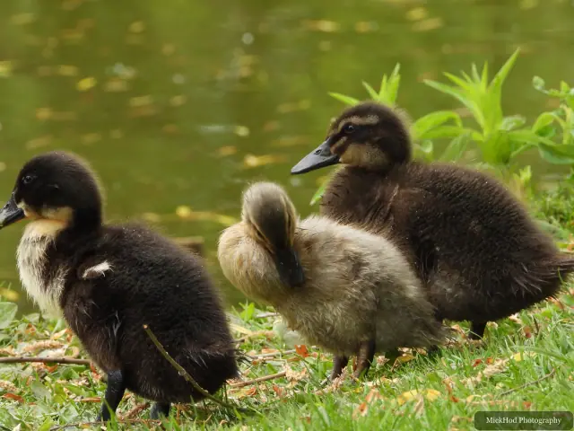 Mallard ducklings, seen at Finningley.