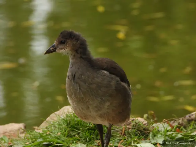 At Finningley: Eurasian Coot chick.