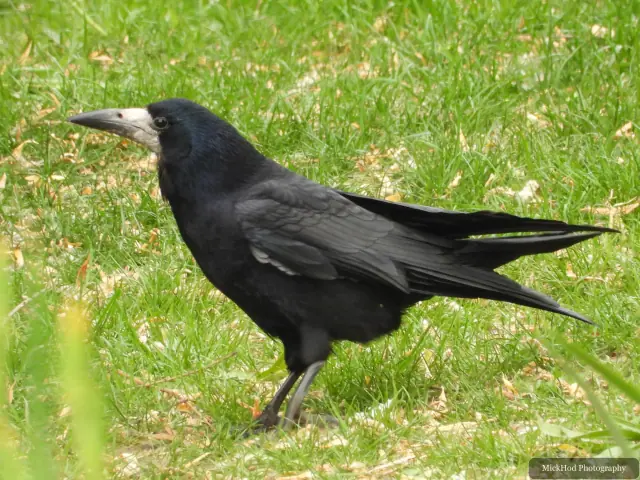 A Rook stands in the grass at Finningley.
