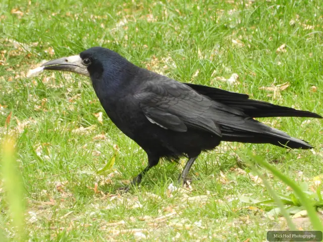 A Rook forages in the grass at Finningley.