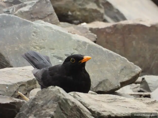 Photographed at Finningley: Common Blackbird.
