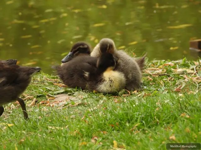 At Finningley: Mallard ducklings.