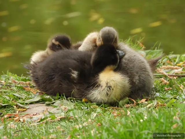 Mallard ducklings, seen at Finningley.