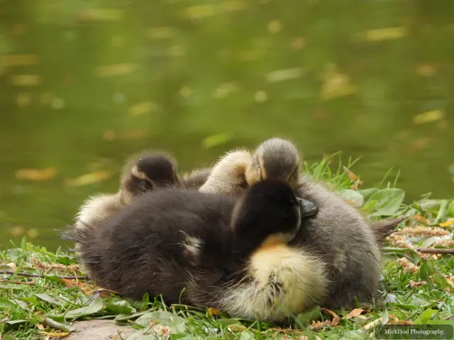 Mallard ducklings at Finningley.
