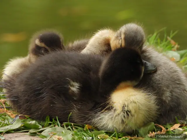 Photographed at Finningley: Mallard ducklings.