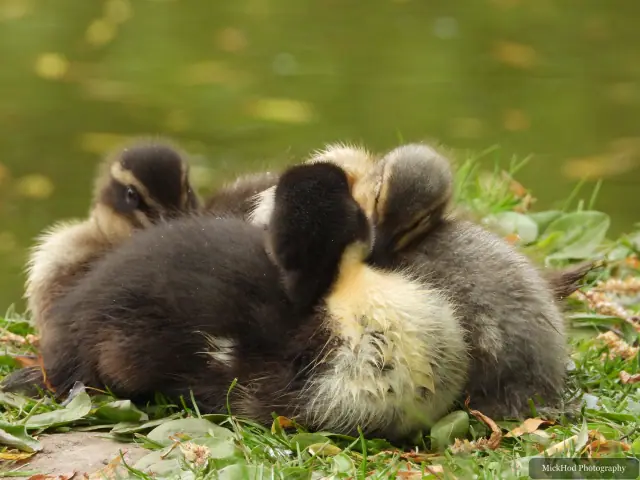 At Finningley: Mallard ducklings.