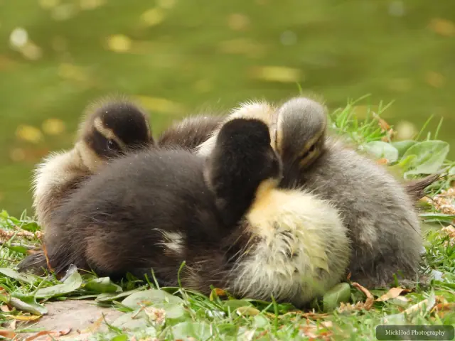Mallard ducklings, seen at Finningley.