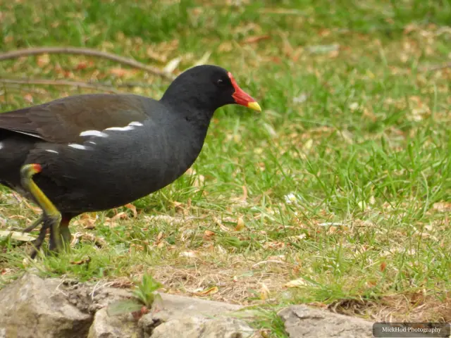 Eurasian Moorhen at Finningley.