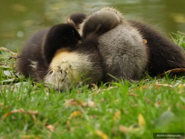 Mallard ducklings, seen at Finningley.