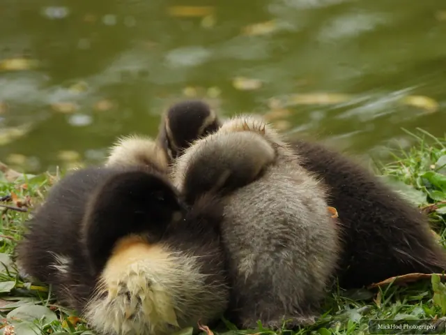 Photographed at Finningley: Mallard ducklings.