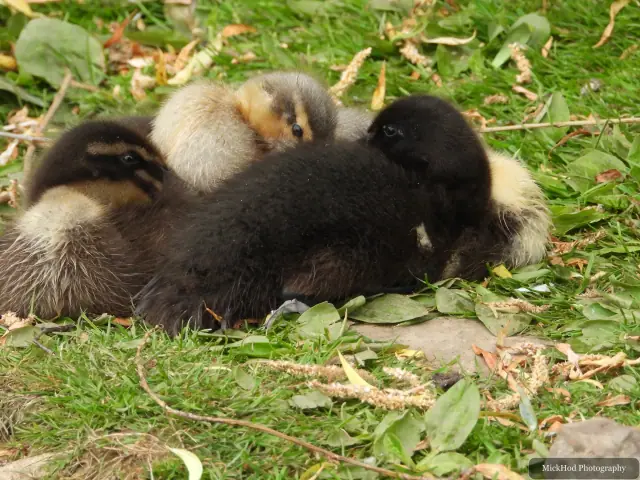 At Finningley: Mallard ducklings.