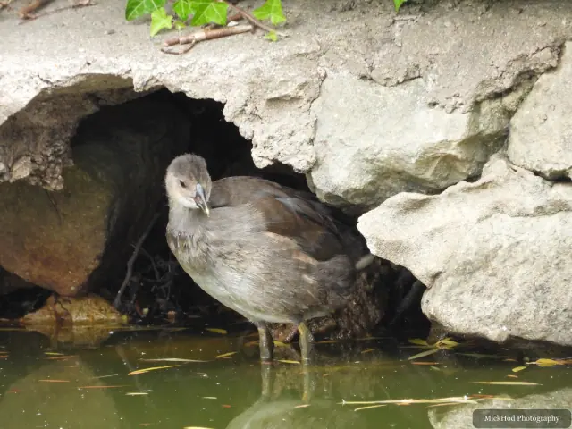 Domestic duck, seen at Finningley.