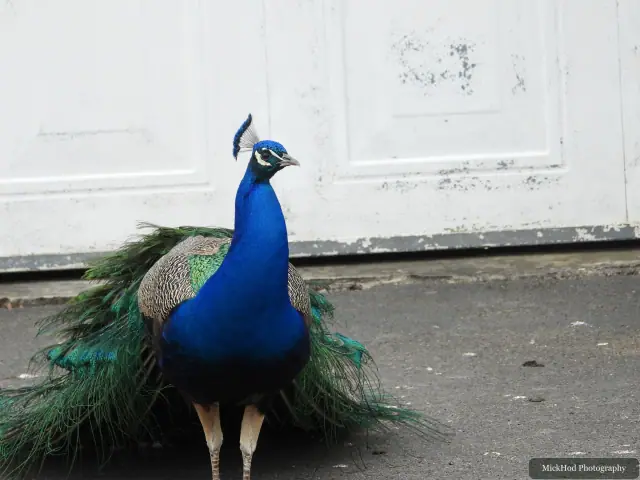 At Finningley: Indian Peafowl.