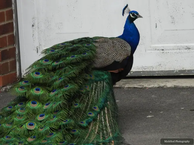 Indian Peafowl, seen at Finningley.